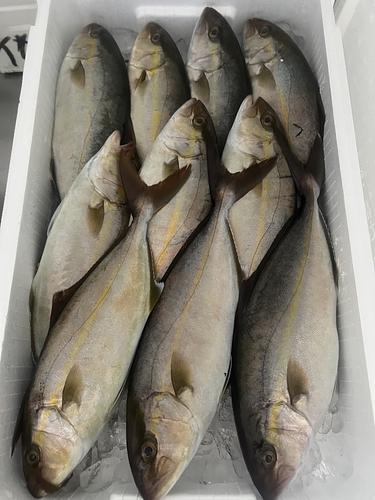 アカビラ10入約5.2kg(定置)