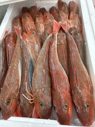 ホウボウ24入約8kg(底曳)