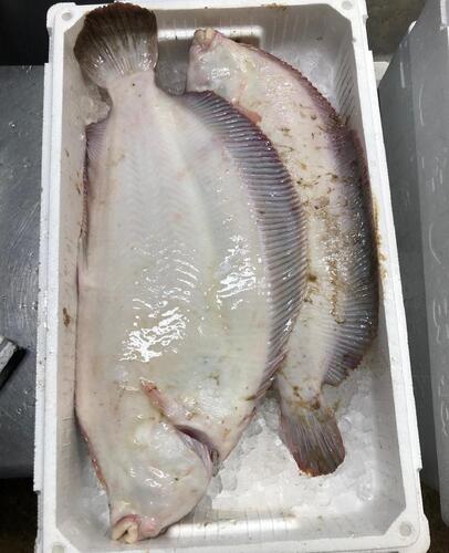 ナメタガレイ1/2入2/3k約2kg