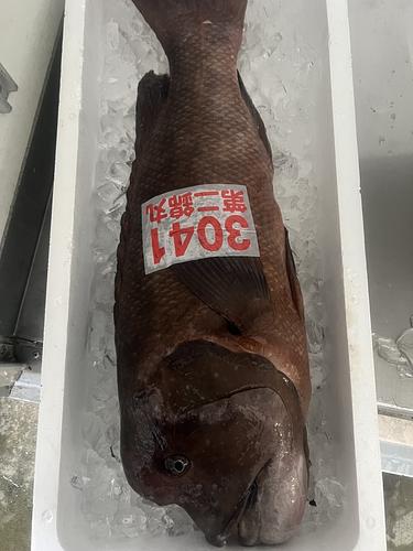 コブダイ1入約7kg(釣)