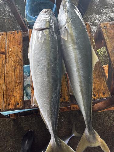 ブリ10-12k台2入約10.9kg(定置)