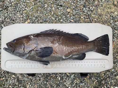 神経〆オオスジハタ1入約9.8kg(銛突)