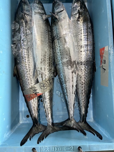 サワラ1入約4kg(刺網)