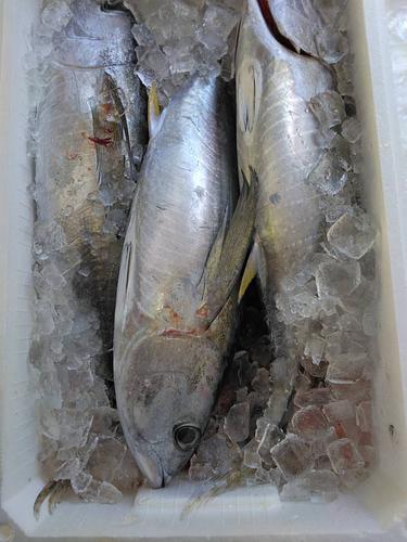 活〆キハダマグロ７㌔前後3入約7kg(定置)