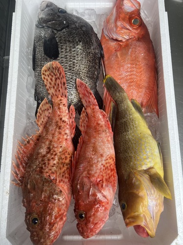 鮮魚BOX約4.3kg(釣)