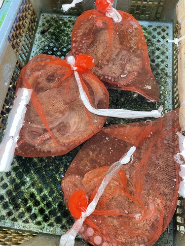 活〆マダコ3入約2.7kg(カゴ)