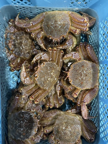 毛ガニ300g約5kg(沿岸)