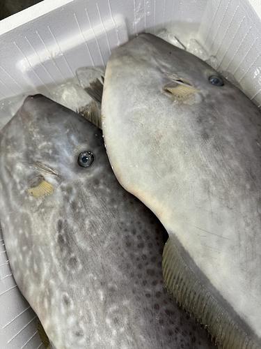 ウスバハギ5入約5.6kg(定置)