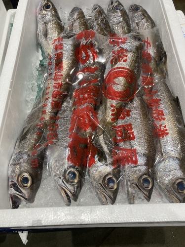 クロムツ(釣)