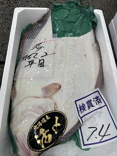 活〆ヒラメ1入約7.2kg(底曳)