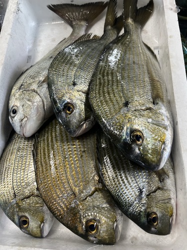 ヘダイ6入約3.7kg(定置)