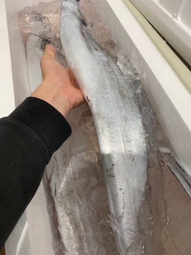 タチウオ(釣)