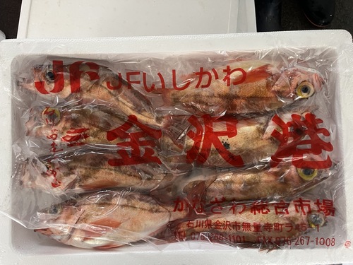 ウスメバル(釣)