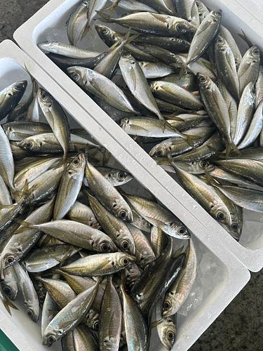 小アジ約2kg