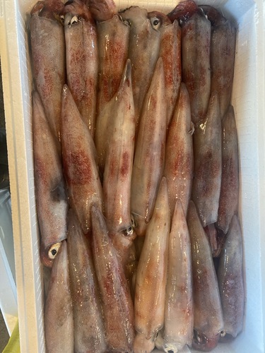 ケンサキイカ21入約4kg(定置)