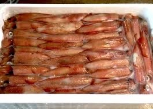 ケンサキイカ約1kg(沿岸)