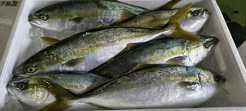 ツバス6入約6kg(定置)