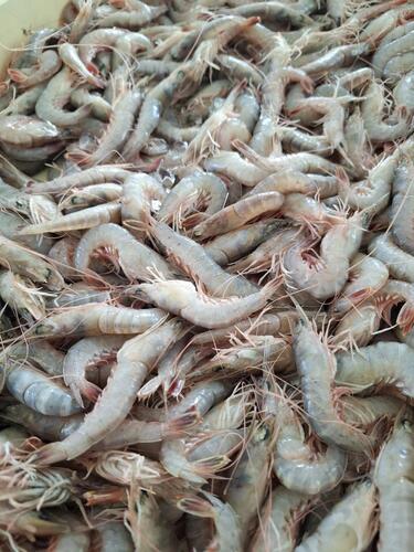 サルエビ約2kg(底曳)