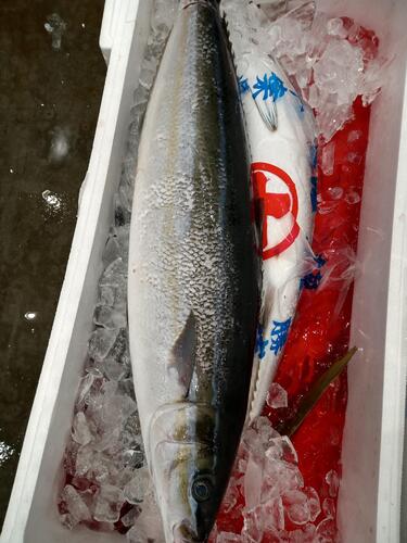 ツムブリ4入約13.5kg