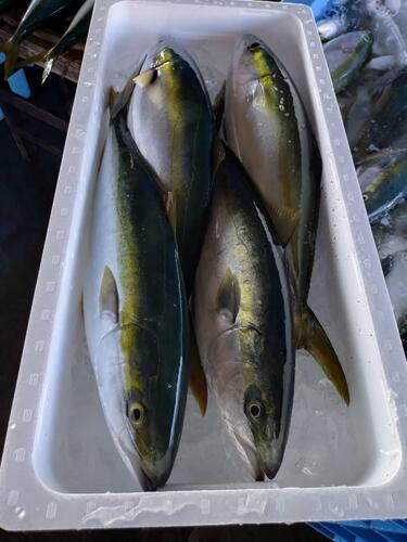 ハマチ(天然)4入約8kg(定置)