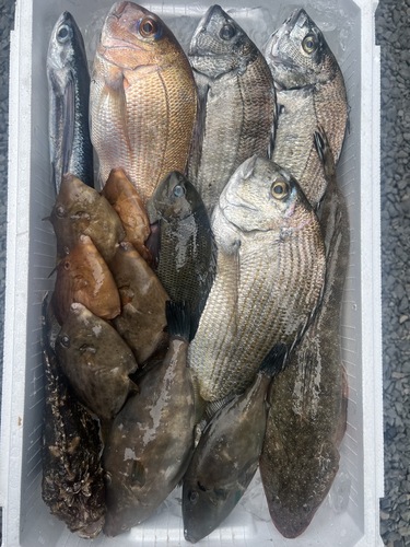 鮮魚BOX約4.2kg(定置)