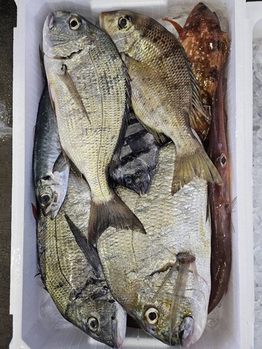 鮮魚BOX約5.8kg(定置)