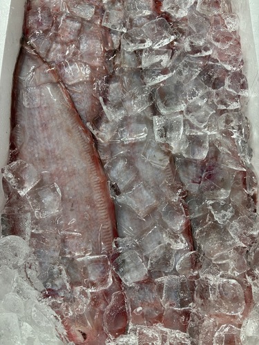 アカシタビラメ8入約2kg(底曳)