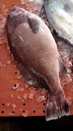 トビハタ1入約3.9kg(沿岸)