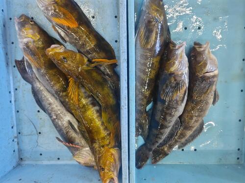 活〆アイナメ6入約5kg(釣)