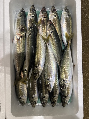 マルアジ250g〜350g約6kg(定置)
