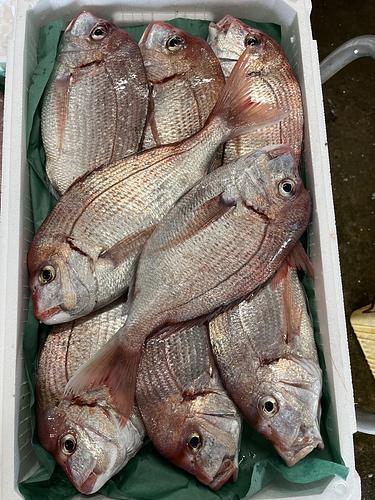 チダイ11-13尾約5kg(底曳)