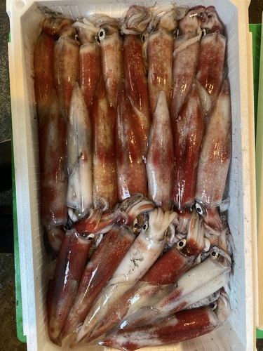 ケンサキイカ21入約4kg(釣)