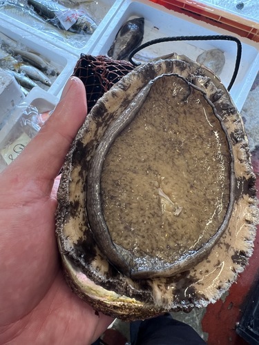 黒アワビ5入約1.75kg(沿岸)