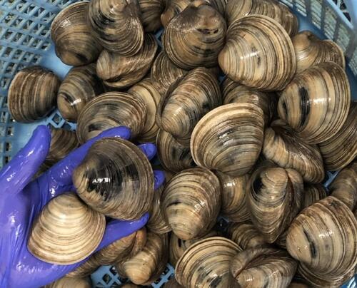 ホンビノス貝約4kg(沿岸)
