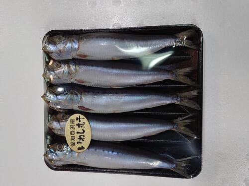 マイワシ（加工）5尾　22入2合44入約8kg