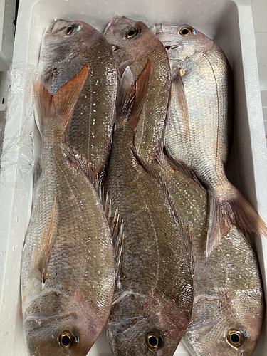 マダイ4〜5入4入約4kg