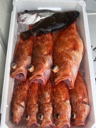 鮮魚BOX約4.1kg(釣)