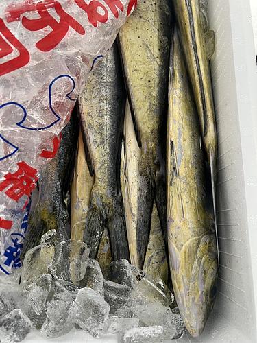 シイラ12入約8kg(定置)