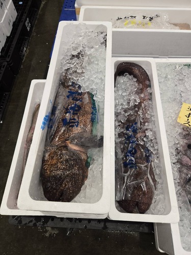 活〆オオカミウオ2.9〜3.0k1入約2.9kg(沿岸)