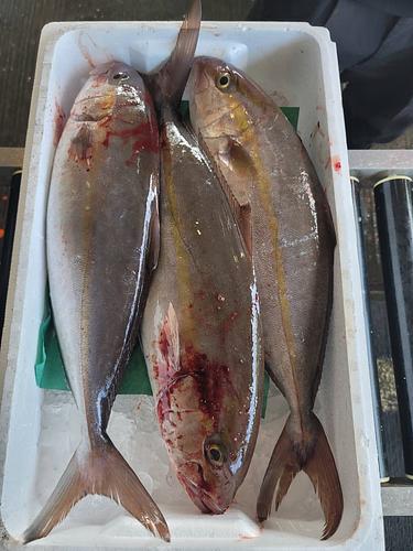 活〆カンパチ3入約7kg