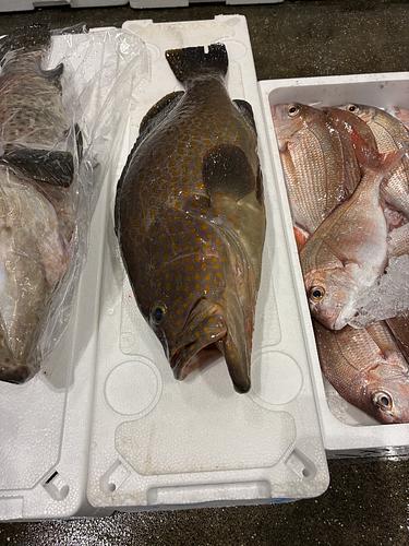 キジハタ(アコウ)約2.5kg(底曳)
