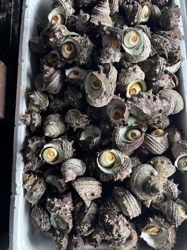 サザエ60g以下約10kg(沿岸)