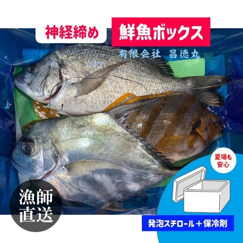神経〆鮮魚BOX5kg（発泡スチロール箱120サイズ））約5kg(定置)