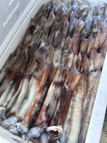 スルメイカ60入約10kg(底曳)