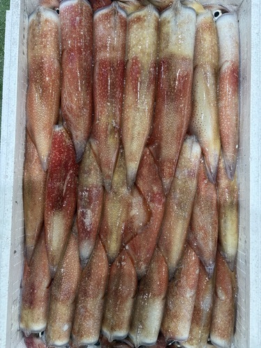 ケンサキイカ3立約4kg(釣)