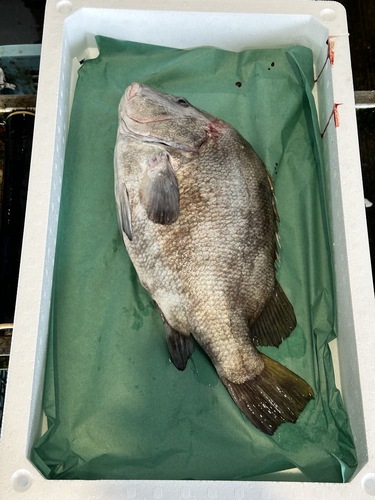 ヒゲソリダイ1入約2.6kg(巻網)