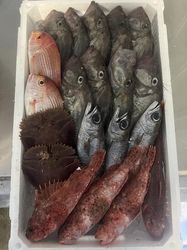 鮮魚BOX約5.2kg(底曳)