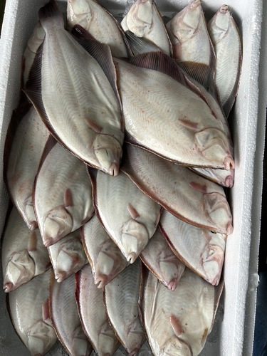 マコガレイ22入約4.8kg(沿岸)