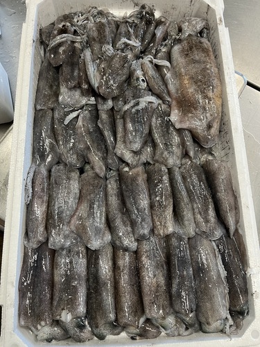 アオリイカ49入約4.7kg(定置)