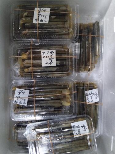 マテ貝200g入りpc10入約2kg(沿岸)